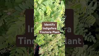 Identify Indigofera Tinctoria Plant palmfacesocial plants plantidentification [upl. by Adall]