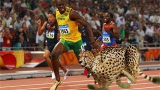 Usain Bolt Races Cheetah on Track  AMAZING [upl. by Penelope]