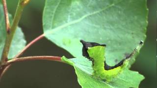 Braconidae  Cotesia affinis parasitized caterpillars of Cerura vinula [upl. by Cutter]