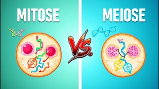 Mitose vs Meiose Comparação Lado a Lado WikiHow8 [upl. by Sulokcin141]