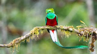 A most amazing bird  the one and only Resplendent Quetzal [upl. by Donelu]