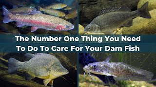 How To Look After Fish In Dams  The Number One Thing You Need To Do To Care For Your Dam Fish [upl. by Isahella]