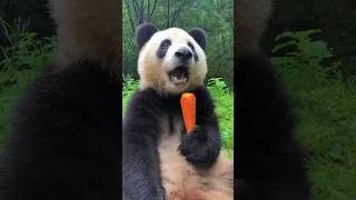 🐼ASMR🥕Mukbang [upl. by Barrada831]