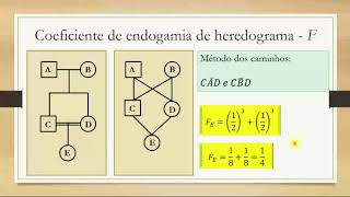 11 COEFICIENTE DE ENDOGAMIA DE HEREDOGRAMA 01 [upl. by Aihsekyw]