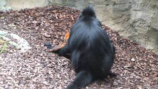 Bright Orange Monkey Born at Taronga Zoo [upl. by Ueik]