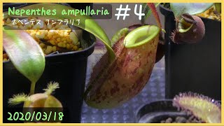 食虫植物栽培日記 Nepenthes ampullaria＃4《ネペンテス》 [upl. by Chouest]