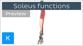 Functions of the soleus muscle preview  3D Human Anatomy  Kenhub [upl. by Arimahs]