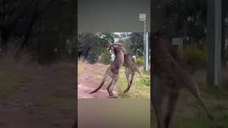 Kangaroo Fight Escalates Quickly 😅 [upl. by Elwyn454]