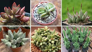 20 ESPÉCIES DE PLANTAS SUCULENTAS PARA IDENTIFICAÇÃO NOMES CIENTÍFICOS 🌵🌵 [upl. by Neirda]