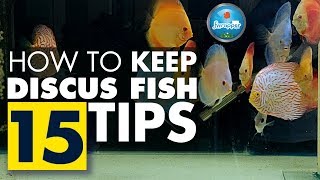 How To Keep Discus Fish  Complete Guide for Beginners  15 Tips on Discus Fish Keeping [upl. by Mattie]