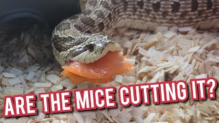 Hognose Snake Diet  An In Depth Look [upl. by Ttocserp844]