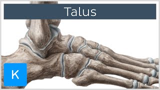 Talus Bone Anatomy and Innervation  Human Anatomy  Kenhub [upl. by Rodina]