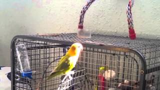 Love Bird Singing  Agapornis cantando [upl. by Alikee]