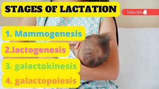 lactation क्या होता है Stages of lactation obstetrics midwifery lactation svmedicourse [upl. by Ula]