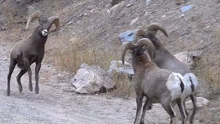 Big Horn Rams Butting Heads [upl. by Mullac]