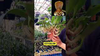 Bulbophyllum Pteroglossum RARIDADE Whatsapp 47 984791939 [upl. by Anasor814]