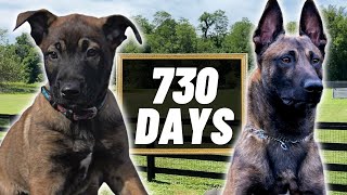 2 Years Of Training In 4 Minutes PT2 Building The ULTIMATE Belgian Malinois [upl. by Aneelehs]