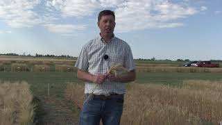 Wheat School Could winter durum reduce fusarium risk [upl. by Yalcrab]