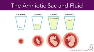 Amniotic Fluid During Pregnancy [upl. by Taffy]