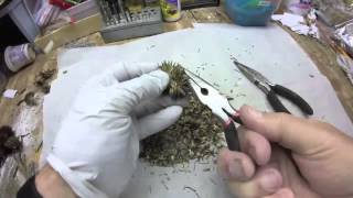 Echinacea Seed Removal [upl. by Brittnee]