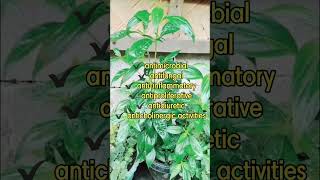 Health Benefits of Serpentina Plants  Serpentina [upl. by Guendolen403]