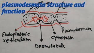 Plasmodesmata structure and function by Priti Sharma [upl. by Walworth]