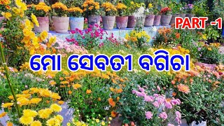 ଆଜି ବୁଲିବା ମୋ ସେବତୀ ବଗିଚାChrysanthemumsebati collectionodia gardeningroof topterrace garden [upl. by Sakul]