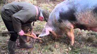 Princesse Nini au travail en ses terres à truffes de MareuilsurBelle 24 [upl. by Aderb]