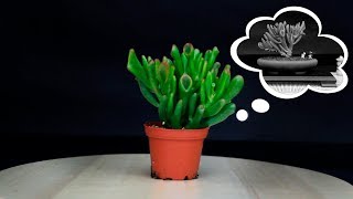 La Crassula Ovata Gollum que soñaba con ser BONSAI [upl. by Irtimd825]