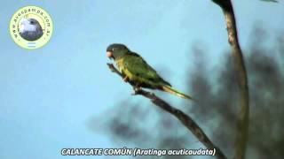 Calancate Comun Aratinga acuticaudata1 [upl. by Ferrigno]