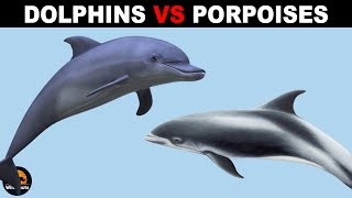 What Is The Difference Between Porpoises and Dolphins [upl. by Lalitta838]