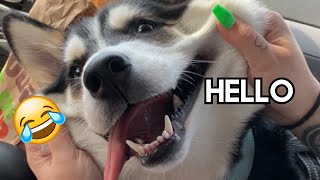 My Huskys Most Famous TikToks  Talking Husky Compilation [upl. by Lleze342]