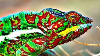 How Do Chameleons Change Color [upl. by Aryl]