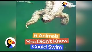 Animals You Didnt Know Could Swim  The Dodo [upl. by Donoghue971]