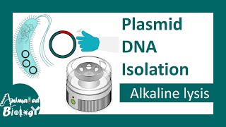 Plasmid DNA isolation  Alkaline lysis method  molecular biology [upl. by Jansson]