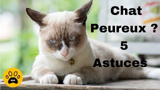 Comment rendre votre chat moins peureux ou moins craintif [upl. by Hcab]