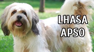 TUDO SOBRE O LHASA APSO SAÃšDE E TEMPERAMENTO  DICAS E CURIOSIDADES [upl. by Reinhart]