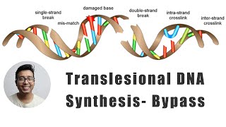 Translesional DNA synthesis The bypass mechanism [upl. by Henrique]