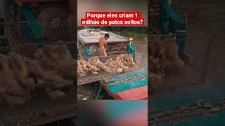 CRIANDO 1 MILHÃO DE PATOS SOLTOS  INCRÍVEL [upl. by Mendie]