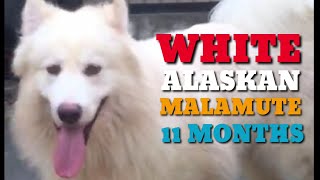 White Alaskan Malamute Semi Adults Artic Heavy Duty Sledge Dogs High Energy Endurance Active Breeds [upl. by Nathalie57]