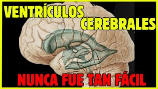 🧠¡¡VENTRÍCULOS CEREBRALES EN 11 MINUTOS [upl. by Swenson312]