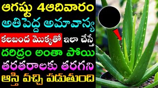 ఆగష్టు 4ఆదివారంఅమావాస్య కలబంద మొక్కతో ఇలా చేస్తే దరిద్రం అంతా పోయి తరతరాలకు తరగని ఆస్తి వస్తుంది [upl. by Yendyc]