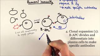 AS Biology  Humoral immunity OCR A Chapter 126 [upl. by Eudoca798]