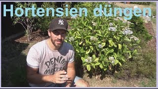 Hortensien düngen so dünge ich meine Hortensie womit Hortensien richtig düngen [upl. by Anihsat]