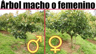 Como saber si un árbol de AGUACATE o PALTA es MACHO o HEMBRA Árbol macho o femenino [upl. by Annawak]