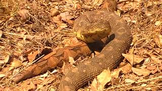 Massive Puff Adder captured 17 August 2018 [upl. by Einnoc]