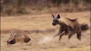 Aardvark Anteater Tries to Outrun Hyena in an Epic Chase [upl. by Avevoneg]