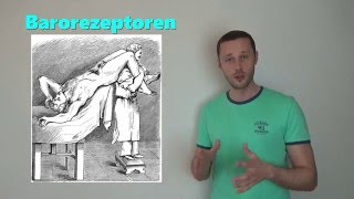 Die Herzfrequenz und die Hämodynamik [upl. by Neom]