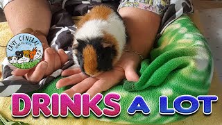 Guinea pig Drinking lots of water and what is this lump Stella [upl. by Farrow]