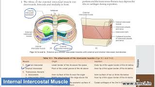 Intercostal Muscles [upl. by Salsbury]